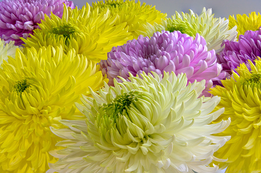 Bright flowerhead closeup full frame. Spring colored petals