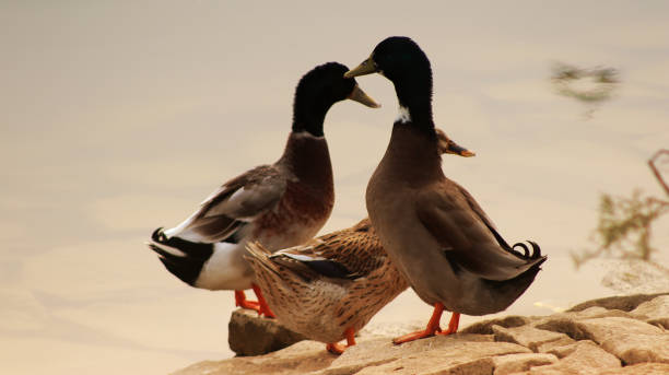 Duck Family on water’s edge Close up of relaxing duck and drake outdoors in the nature. Duck is the common name for numerous species in the waterfowl family Anatidae which also includes swans and geese. drake male duck photos stock pictures, royalty-free photos & images