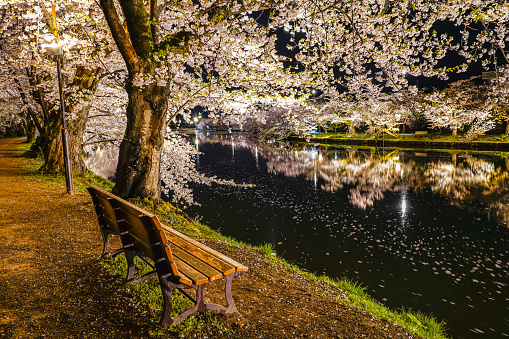 Hirosaki park cherry blossom trees matsuri festival light up at night in springtime. Beauty full bloom pink flowers tunnel in west moat and lights illuminate. Aomori Prefecture, Tohoku Region, Japan
