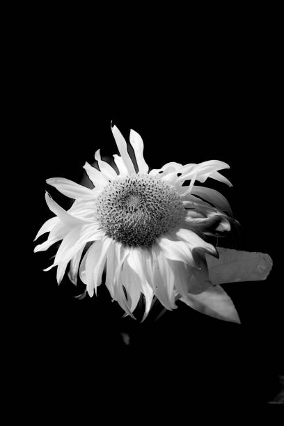 istock Single raggedy sunflower in monochrome 1202396387