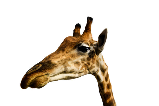 istock portrait of a giraffe on a white background 1202397314