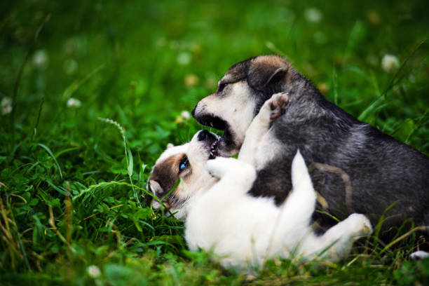 istock puppies playing on green grass 1202397355