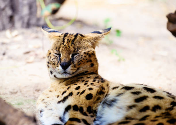 beautiful serval cat beautiful serval cat caracal photos stock pictures, royalty-free photos & images