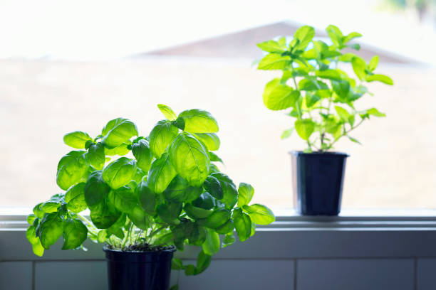 istock Basil growing in the pot on window with blurry mint on background. 1202398449