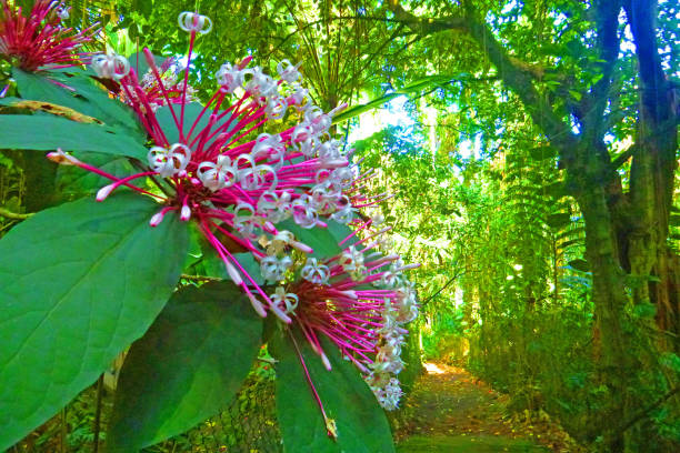 Botanical Garden beauty on the Big Island of Hawaii.