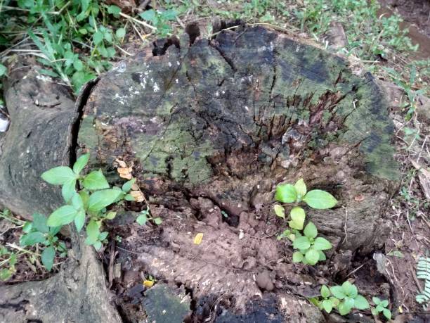istock trees that have been cut down and overgrown with small plants 1202402817