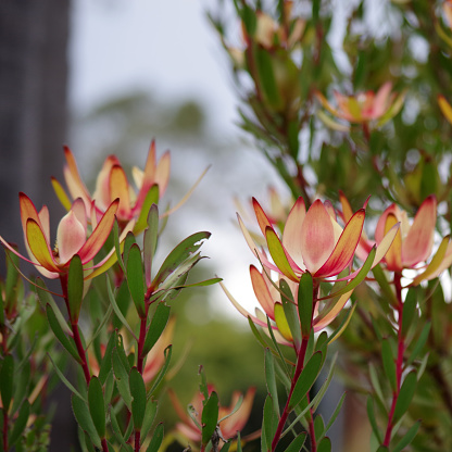 Close-up selective focus view of the flowering part of a Leucadendron Safari Sunset Conebush plant