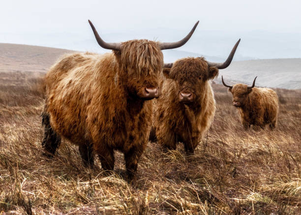 istock Group of Horned Highland Cattle on Open Landscape 1202406187