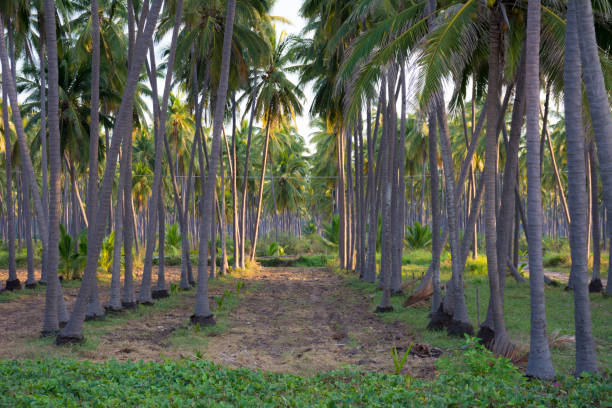 istock Rows in a palm tree plantation on the coast of colima. 1202406969
