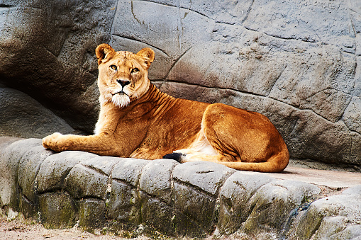 Magnificent male lion at Colchester Zoo, UK