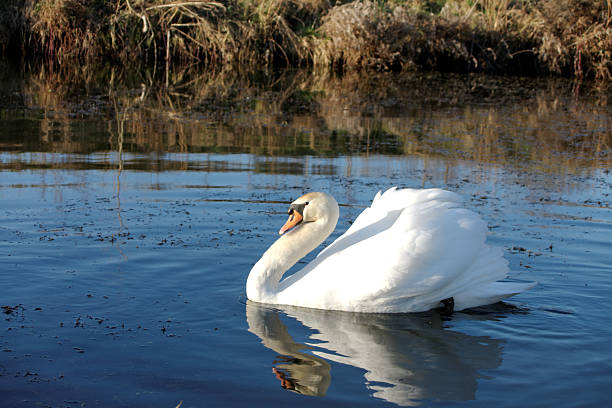 White swan swimming stock photo