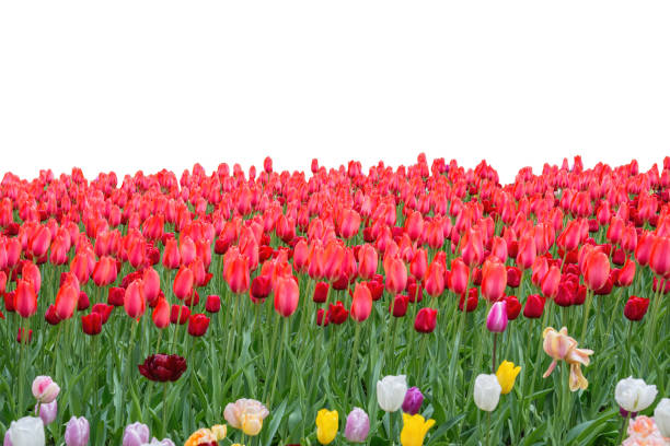 istock Spring coloful tulip bulb flower field isolated on white background 1202407315