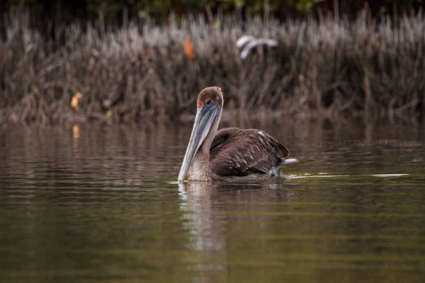 istock Floating female brown pelican Pelecanus occidentalis 1202407338