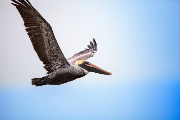 istock Flying brown pelican Pelecanus occidentalis 1202407931