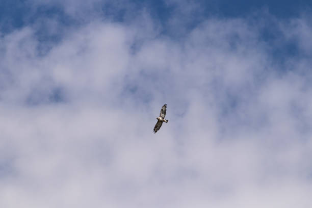 adult winter runner in the center of the frame flies against a blue sky - rough legged hawk bird of prey hawk animals in the wild imagens e fotografias de stock