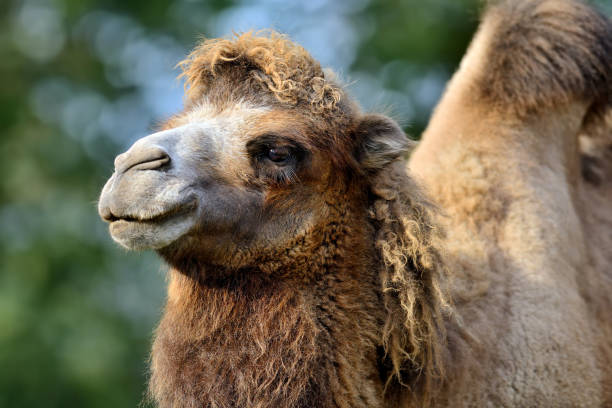 박트리아 낙타 - bactrian camel 뉴스 사진 이미지
