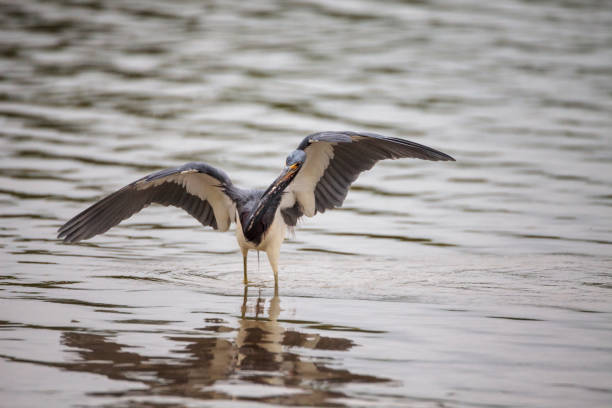 istock Tricolored heron Egretta tricolor forages 1202409369
