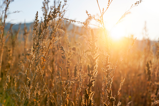 Wheat Beards.Wheat field morning sunrise and yellow sunshine
