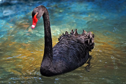 close-up of a black swan in colorful water