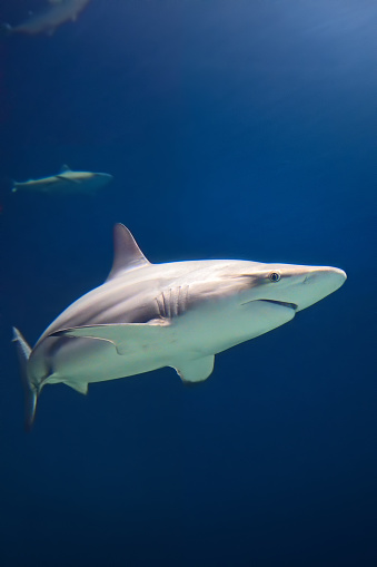grey reef sharks in deep blue water