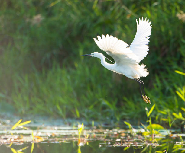 istock Pelican flying in talay south thailand 1202410938