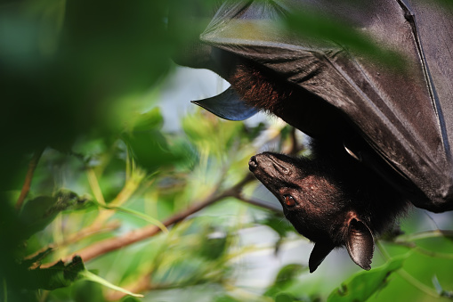 a flying fox also known as old world fruit bats (Pteropodidae) hanging upside down