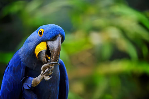 arara hiacinto mostra a direção - arara azul - fotografias e filmes do acervo