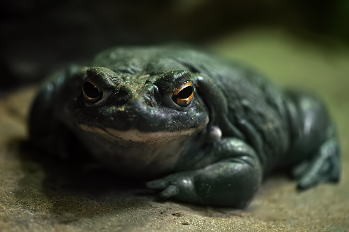 close-up of a colorado river toad (Incilius alvarius)
