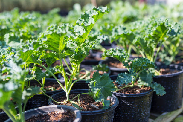 Fresh kale in the garden