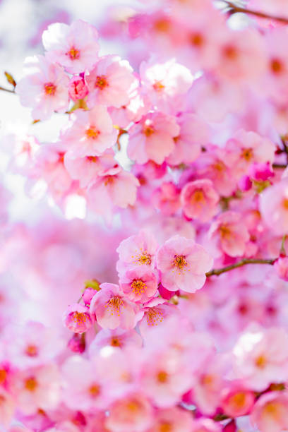 istock Pink Cherry Blossom With Morning Sunlight 1202411832