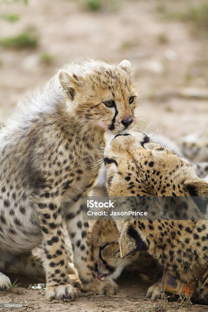 Cucciolo di ghepardo - Foto stock royalty-free di Africa meridionale