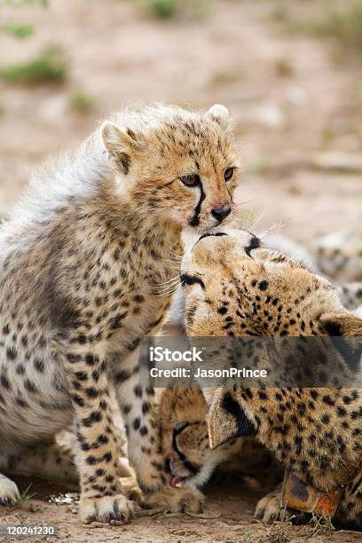 Cucciolo Di Ghepardo - Fotografie stock e altre immagini di Africa meridionale - Africa meridionale, Ambientazione esterna, Animale