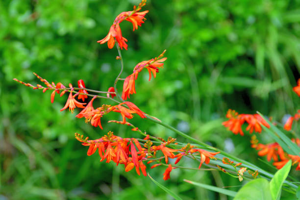 istock Crocosmia / Montbretia Flower 1202414258
