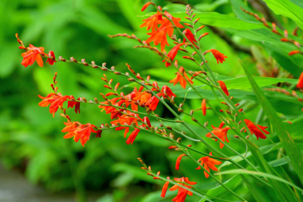 istock Crocosmia / Montbretia Flower 1202414294