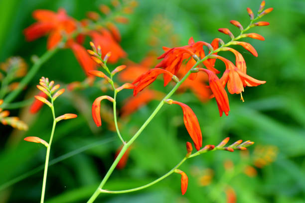 istock Crocosmia / Montbretia Flower 1202414296