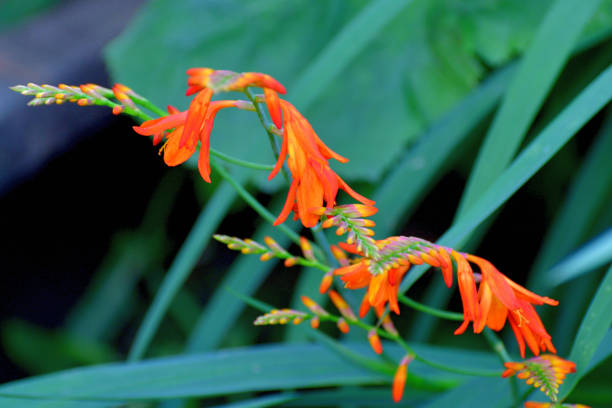 istock Crocosmia / Montbretia Flower 1202414308