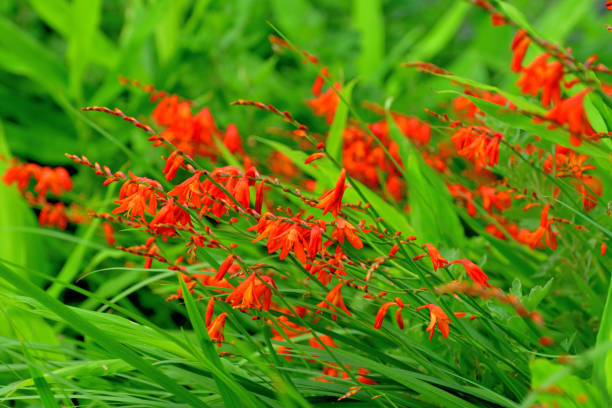 istock Crocosmia / Montbretia Flower 1202414320