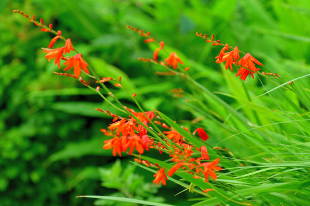 istock Crocosmia / Montbretia Flower 1202414339