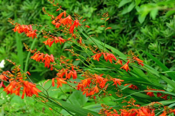 istock Crocosmia / Montbretia Flower 1202414341