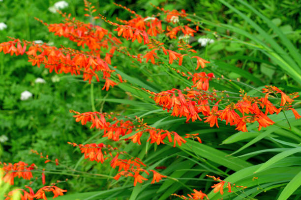 istock Crocosmia / Montbretia Flower 1202414342