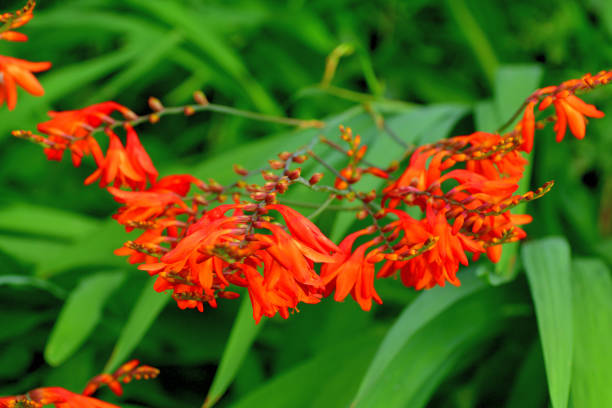 istock Crocosmia / Montbretia Flower 1202414470