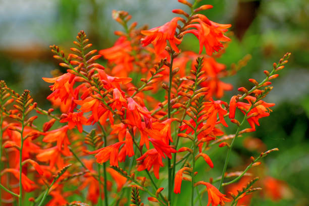 istock Crocosmia / Montbretia Flower 1202414894