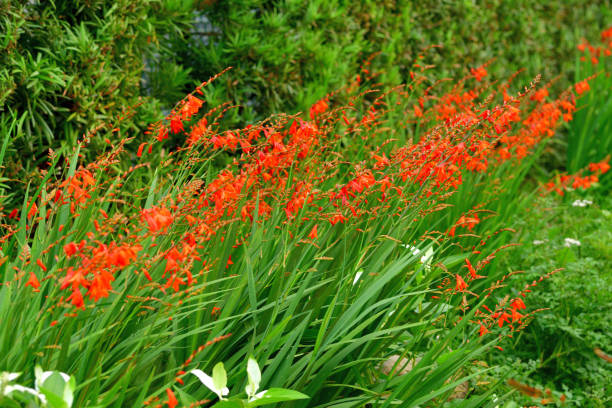istock Crocosmia / Montbretia Flower 1202414900
