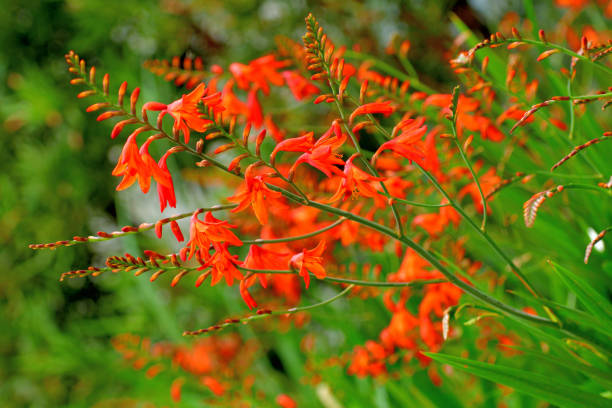 istock Crocosmia / Montbretia Flower 1202414901