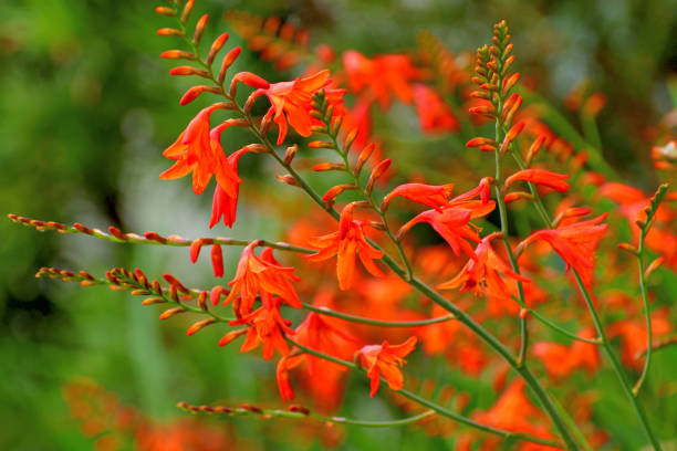 istock Crocosmia / Montbretia Flower 1202414918