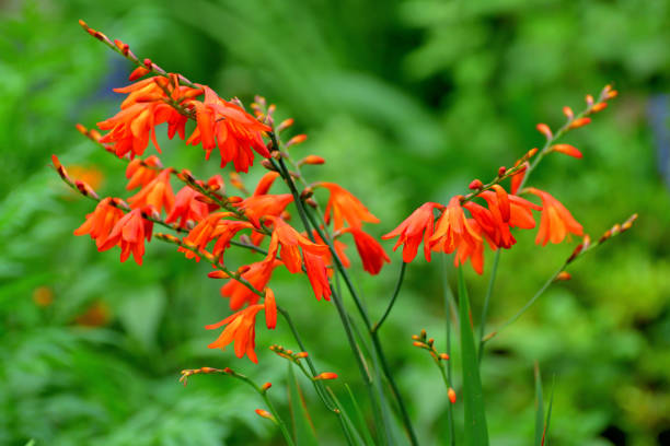 istock Crocosmia / Montbretia Flower 1202414942