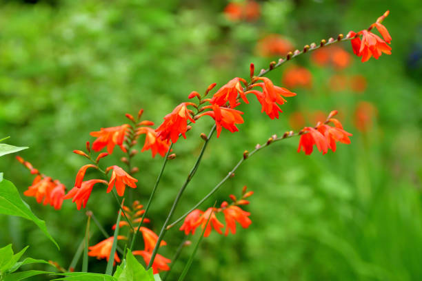istock Crocosmia / Montbretia Flower 1202414946
