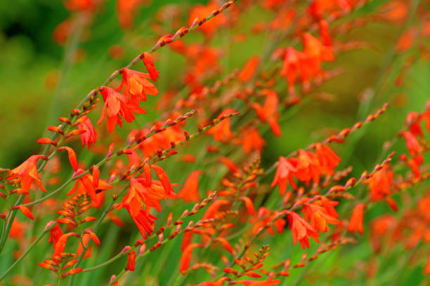 istock Crocosmia / Montbretia Flower 1202414954