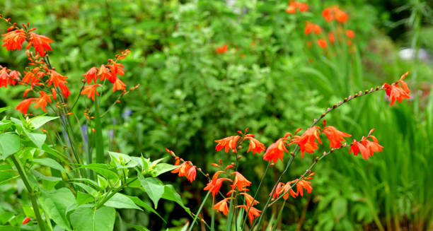 istock Crocosmia / Montbretia Flower 1202414965