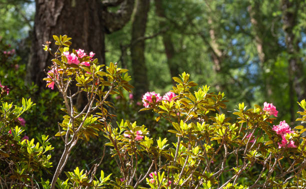 альпенроуз (рододендрон ферругинеум), цветущий в альпийском лесу в пфоссентале, шналстале, южном тироле /италия - european alps tirol rhododendron nature стоковые фото и изображения